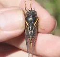 Okanagana ornata - photo 4
