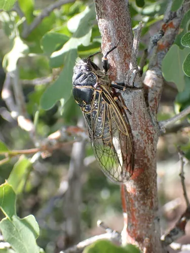 Okanagana schaefferi