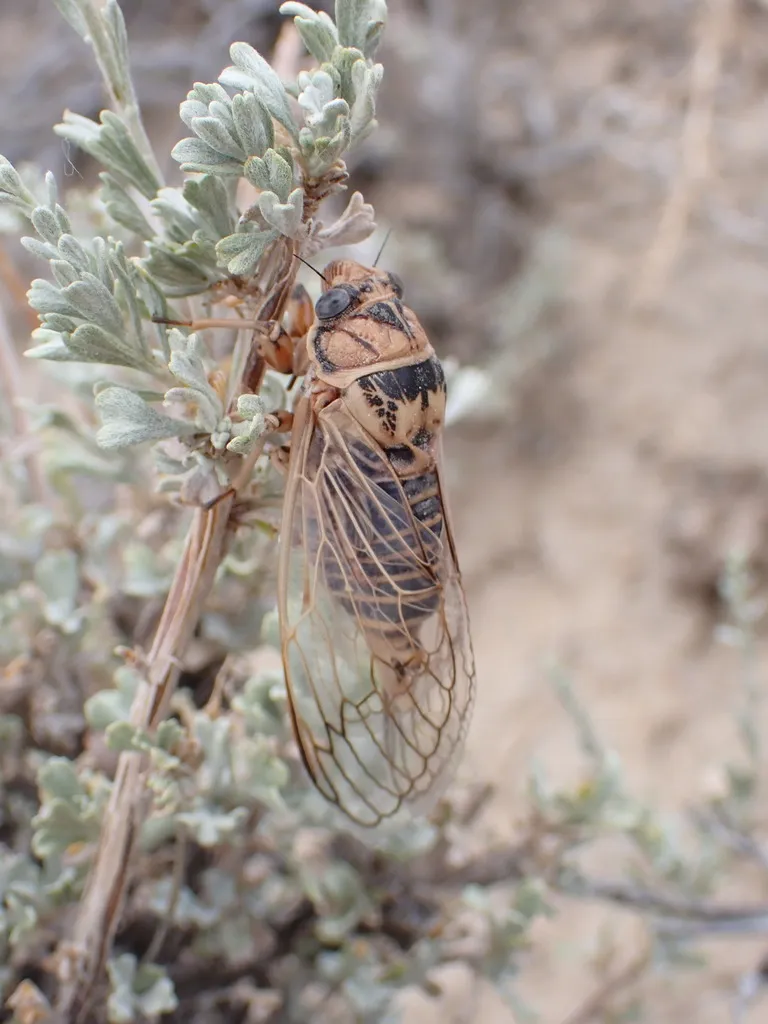 Okanagana sugdeni - photo 2