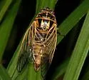 Walking Cicada