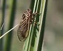 Walking Cicada - photo 2