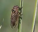 Walking Cicada - photo 3