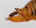 Walking Cicada - photo 4
