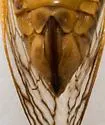 Walking Cicada - photo 5