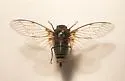 Okanagana tanneri