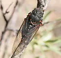 Okanagana tristis