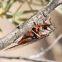 Okanagana tristis - photo 2