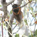 Okanagana venusta - photo 2