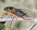 Okanagana venusta - photo 3