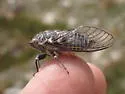 Okanagana villosa