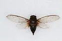 Okanagana vocalis