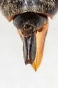 Okanagana vocalis - photo 3