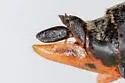 Okanagana vocalis - photo 4