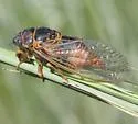Okanagana wymorei