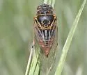 Okanagana wymorei - photo 2