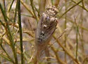 Okanagodes gracilis