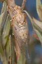 Okanagodes gracilis - photo 2