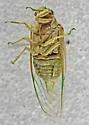 Okanagodes gracilis - photo 3