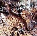 Okeanobates americanus