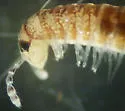 Okeanobates americanus - photo 2