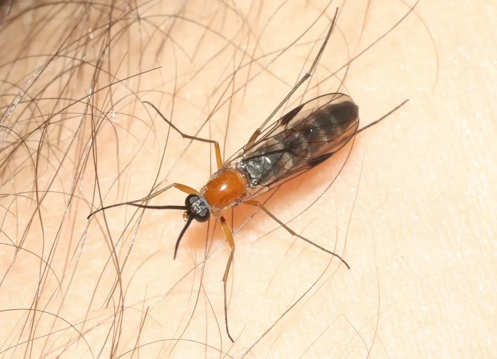 Olbiogaster sackeni
