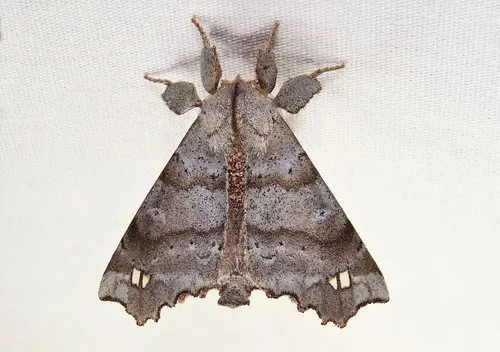 Angel Moth