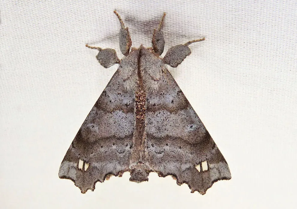Angel Moth - photo 3