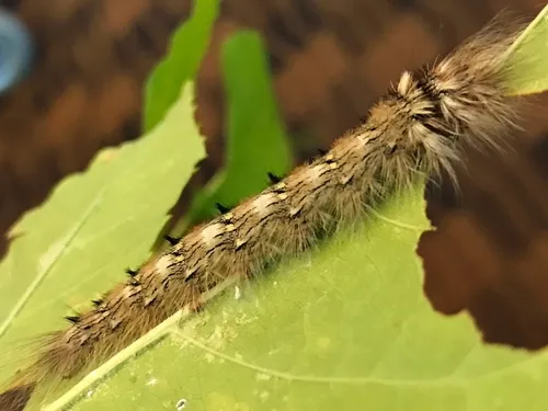 Angel Moth - photo 5