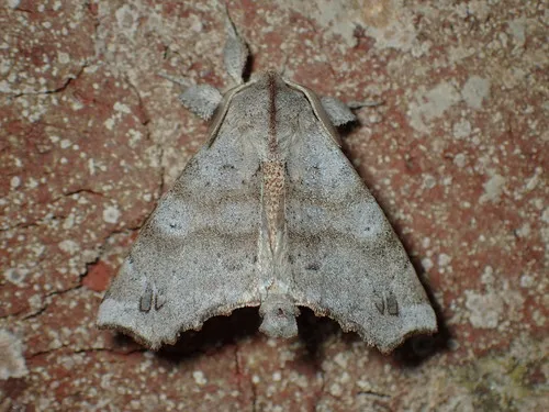 Angel Moth - photo 6