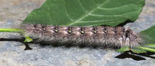 Angel Moth - photo 7