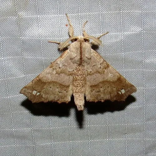 Angel Moth - photo 8