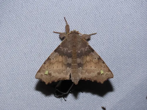 Olceclostera brama