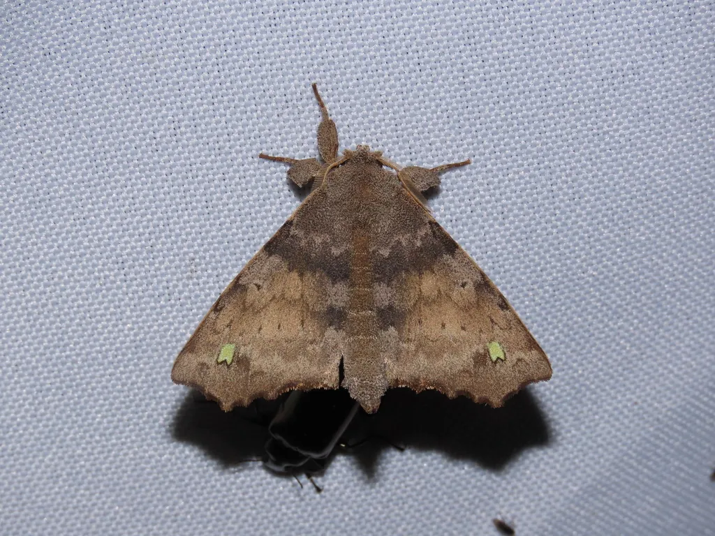 Olceclostera brama - photo 2