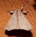 Indistinct Angel - Hodges#7666 - photo 2