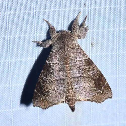 Olceclostera irrorata