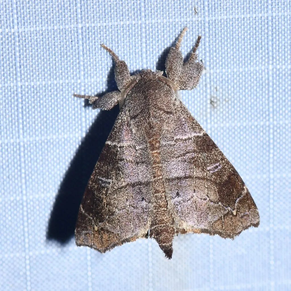 Olceclostera irrorata - photo 2