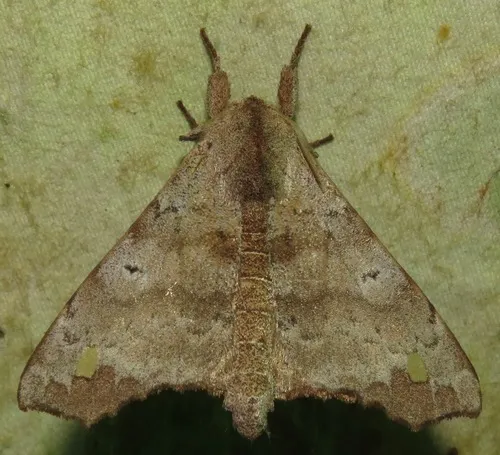 Olceclostera magniplaga