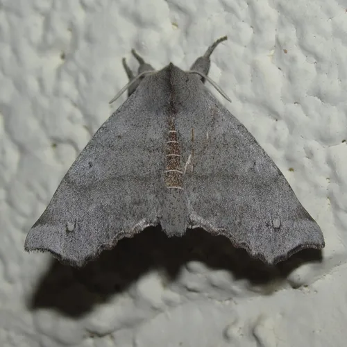 The Seraph - Hodges#7667 - photo 2