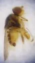 Olcella parva