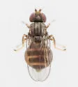 Olcella trigramma