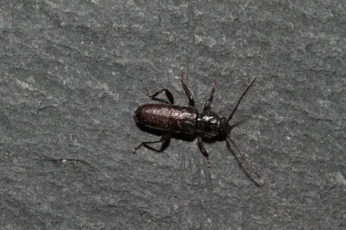 Old House Borer - Hylotrupes bajulus