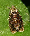 Olethreutes albiciliana - Hodges#2832