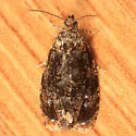 Olethreutes albiciliana - Hodges#2832 - photo 2