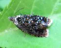 Olethreutes albiciliana - Hodges#2832 - photo 4