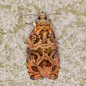 Olethreutes appalachiana - Hodges#2797