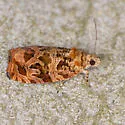Olethreutes appalachiana - Hodges#2797 - photo 2