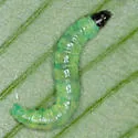 Olethreutes appalachiana - Hodges#2797 - photo 4