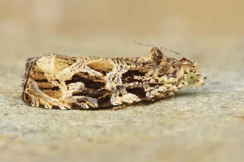 Olethreutes atrodentana - Hodges#2785