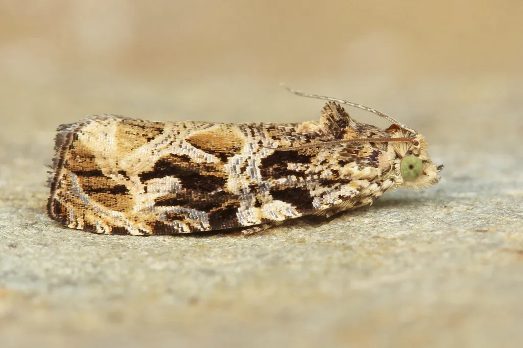 Olethreutes atrodentana - Hodges#2785 - photo 2