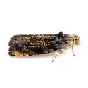 Gold-headed Leafroller - Hodges#2830
